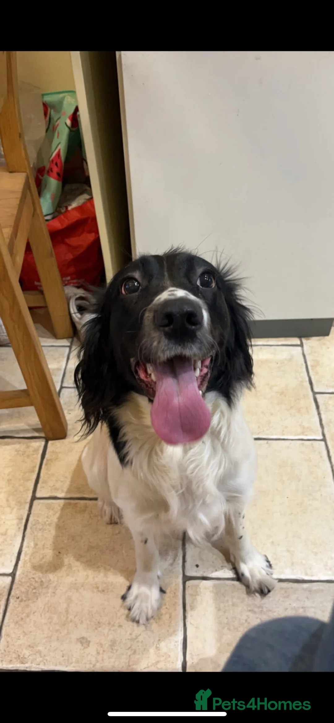 Sprollie dogs for sale: Sprollie puppies  - Advert 9