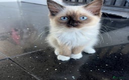 Ragdoll cats for sale: PRICE REDUCED! 1 beautiful girlie left - Image 1
