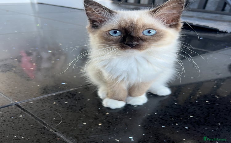 Ragdoll cats - Advert 4