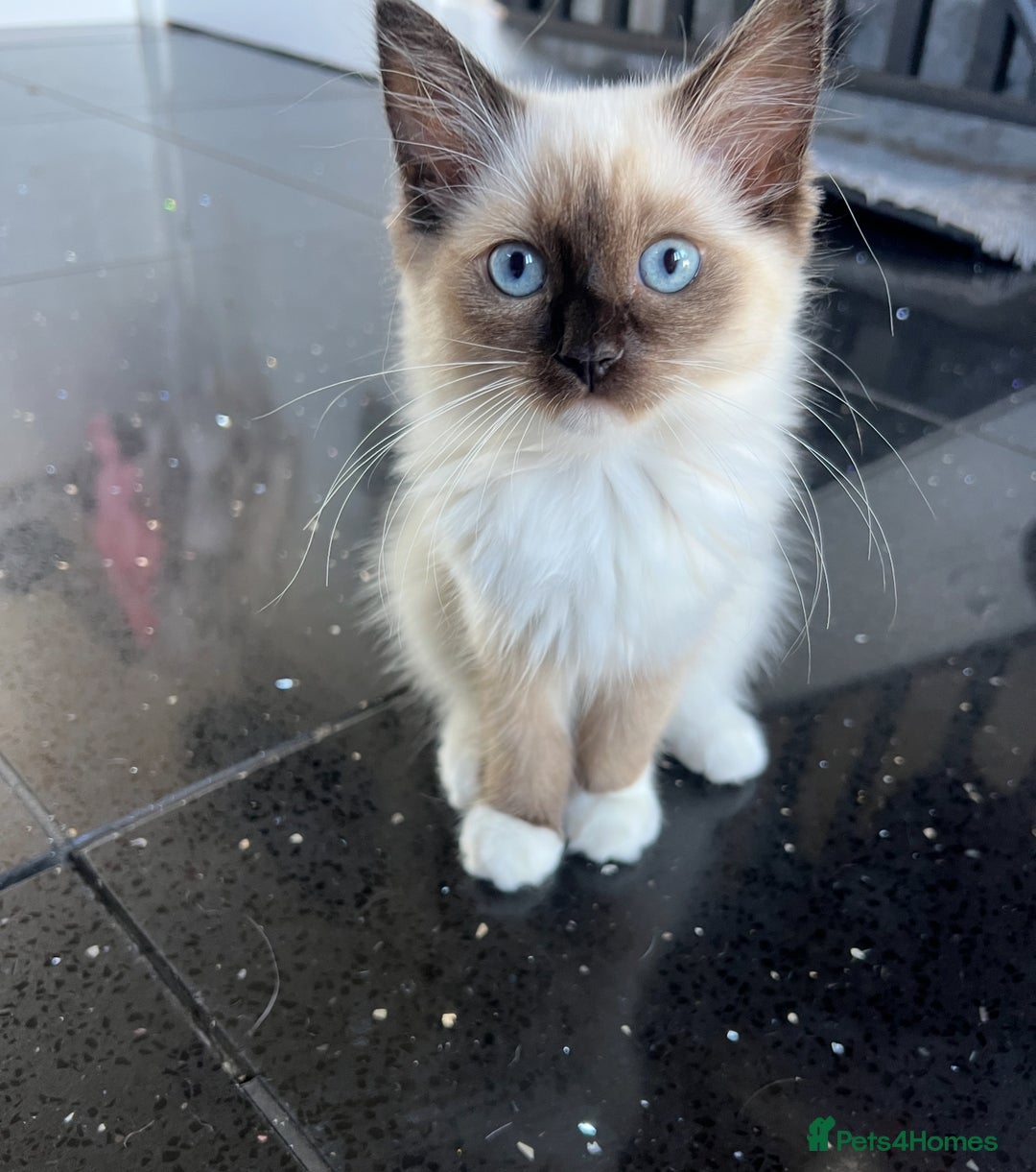 Ragdoll cats for sale: PRICE REDUCED! 1 beautiful girlie left - Image 1