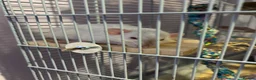 Rat rodents for sale: 3 female everything included (open to offers) in Poole - Advert 8