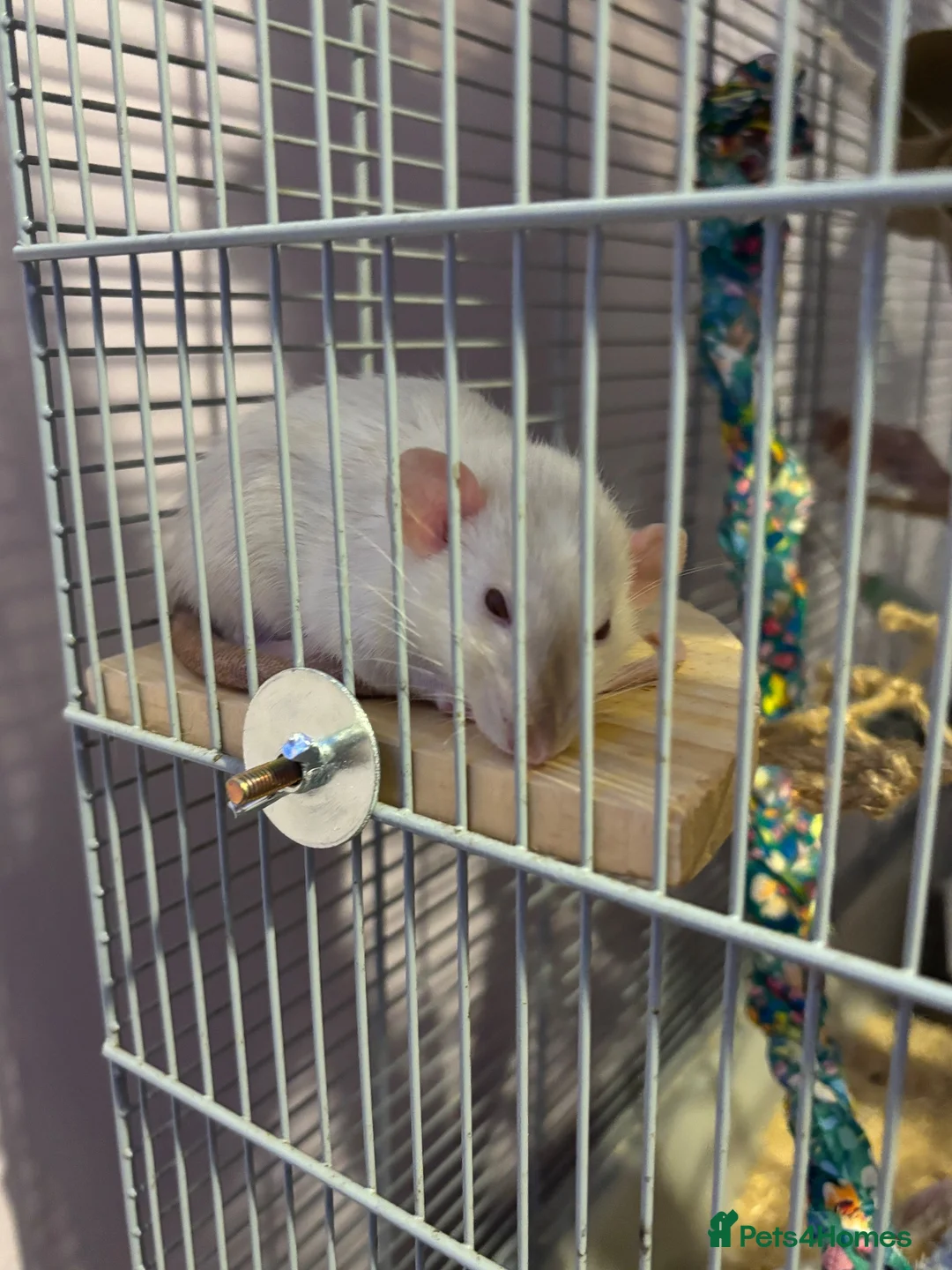Rat rodents for sale: 3 female everything included (open to offers) in Poole - Advert 8