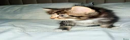 Turkish Angora cats for sale: 1 REMAINING Beautiful TurkishAngora Cross Kittens  - Advert 8
