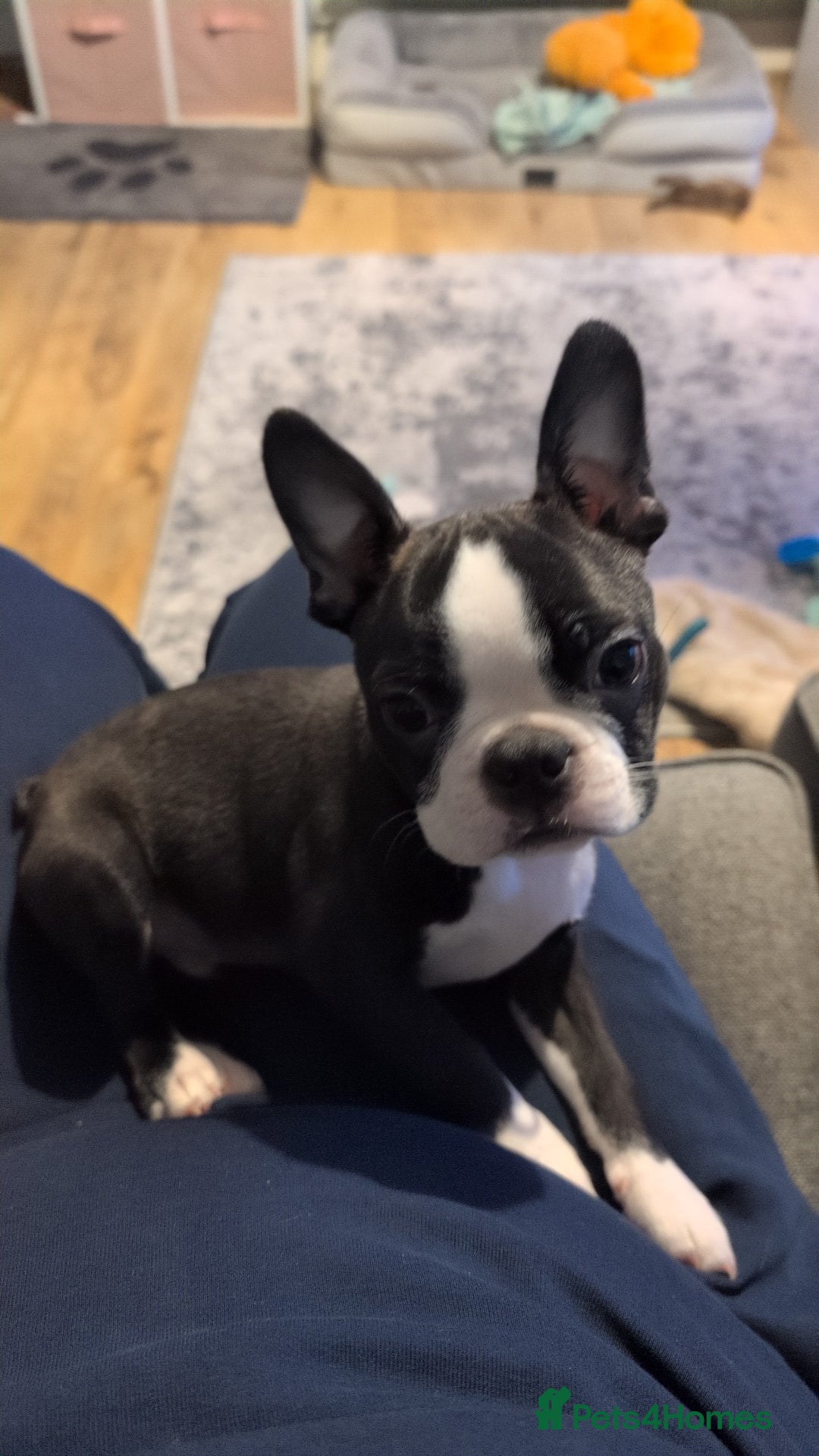 Boston Terrier dogs for sale: SOLD** - Advert 3