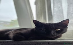 Domestic Shorthair cats for sale: Free neutered family friendly cat for a good home  - Image 5