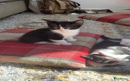 Domestic Shorthair cats for sale: Kitten needs a home! - Image 3
