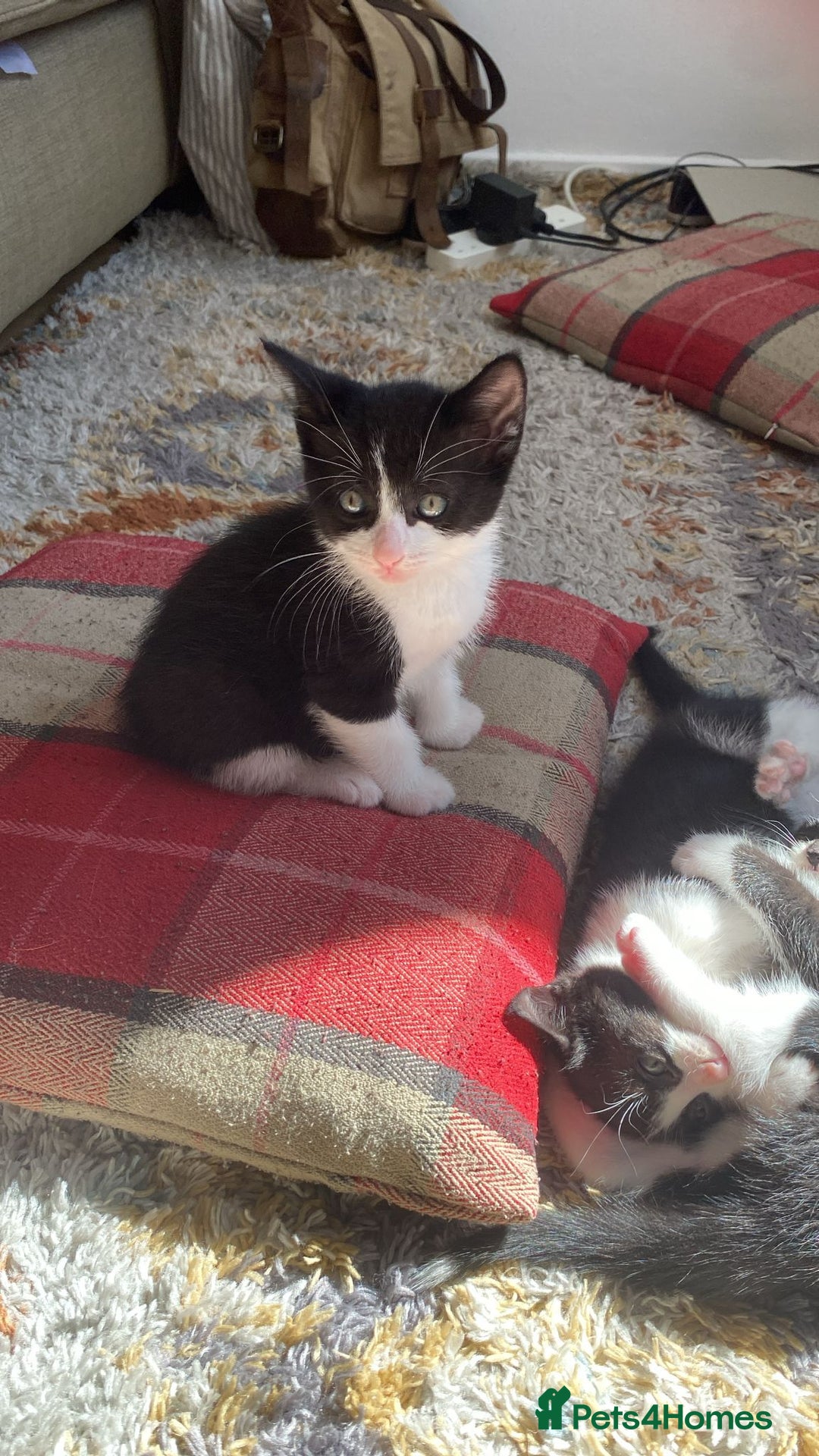 Domestic Shorthair cats for sale: Kitten needs a home! - Image 3