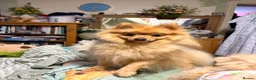 Pomeranian dogs for sale: Pomeranian  - Advert 6