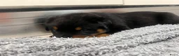Rottweiler dogs for sale: KC Registered Rottweiler Puppies - Advert 16