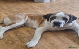 Saint Bernard dogs for sale: 6th Generation St Bernard KC Reg puppies - Image 9
