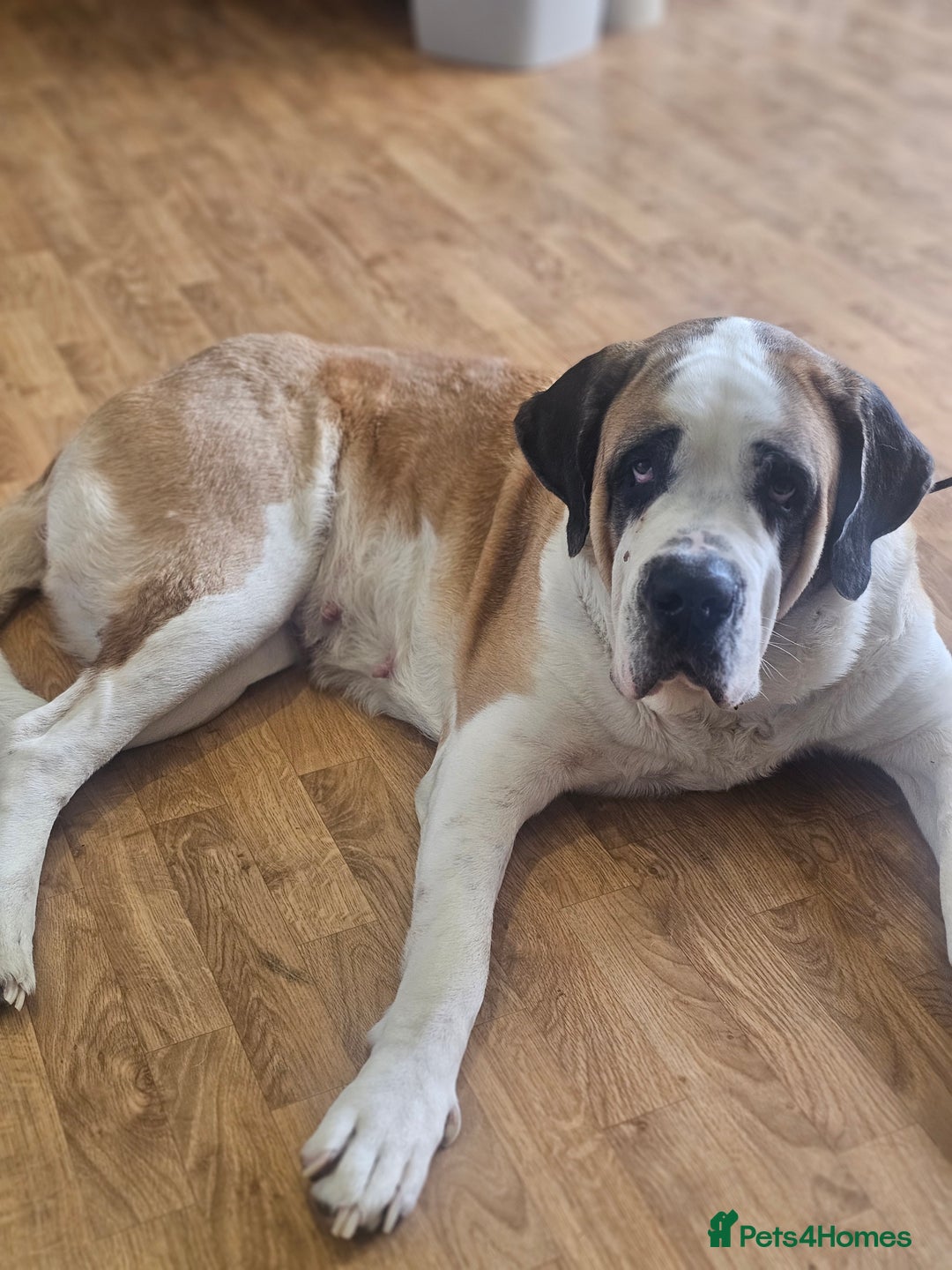 Saint Bernard dogs for sale: 6th Generation St Bernard KC Reg puppies - Image 9