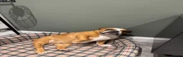 English Bulldog dogs for sale: Missy- English bulldog - Advert 4