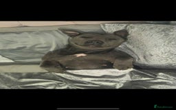 Mixed Breed dogs for sale: Staff babygirl - Aged 5  - Image 3