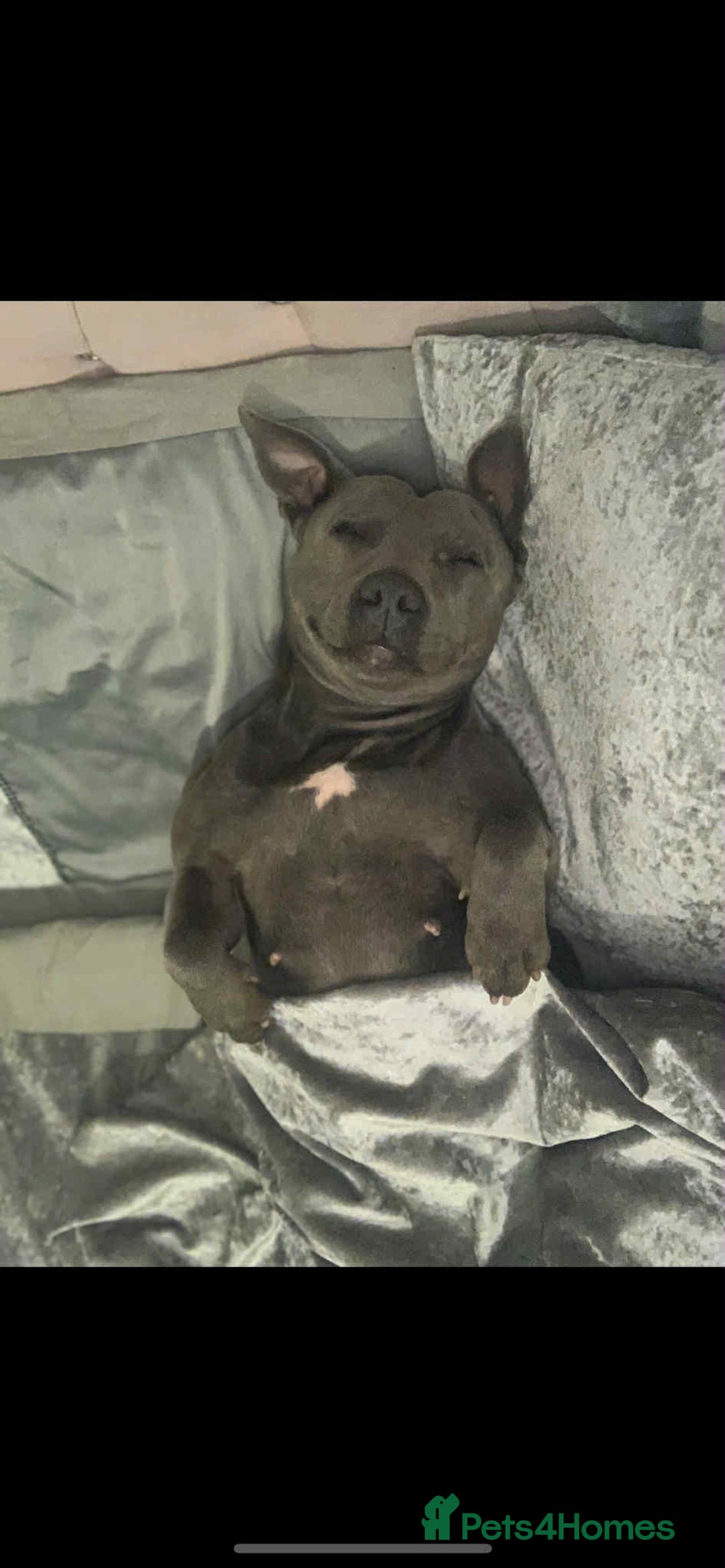 Mixed Breed dogs for sale: Staff babygirl - Aged 5  - Image 3