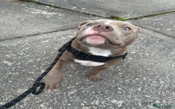 American Bully dogs for sale: Pocket bully 2 years old  - Image 9