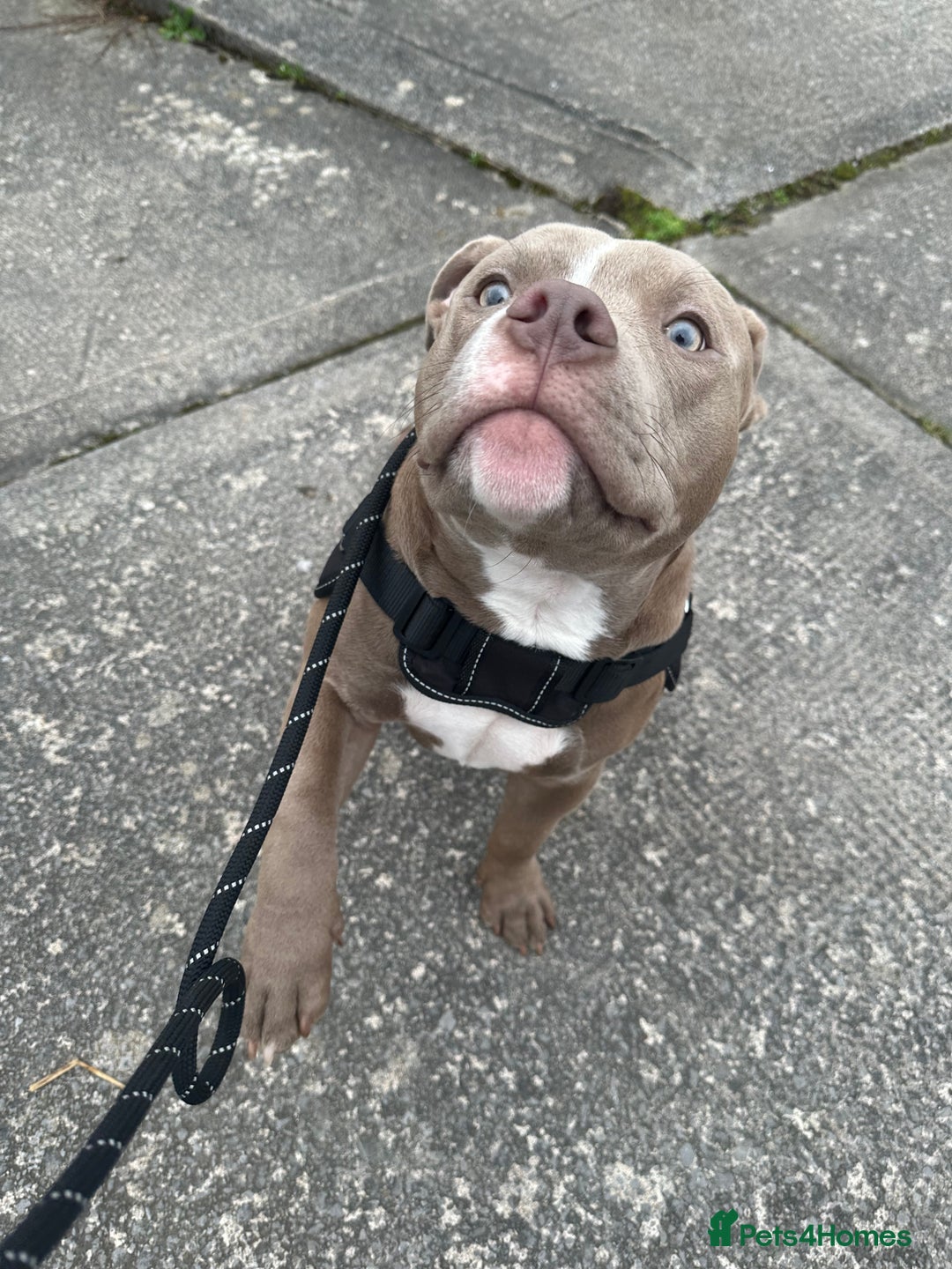 American Bully dogs for sale: Pocket bully 2 years old  - Image 9