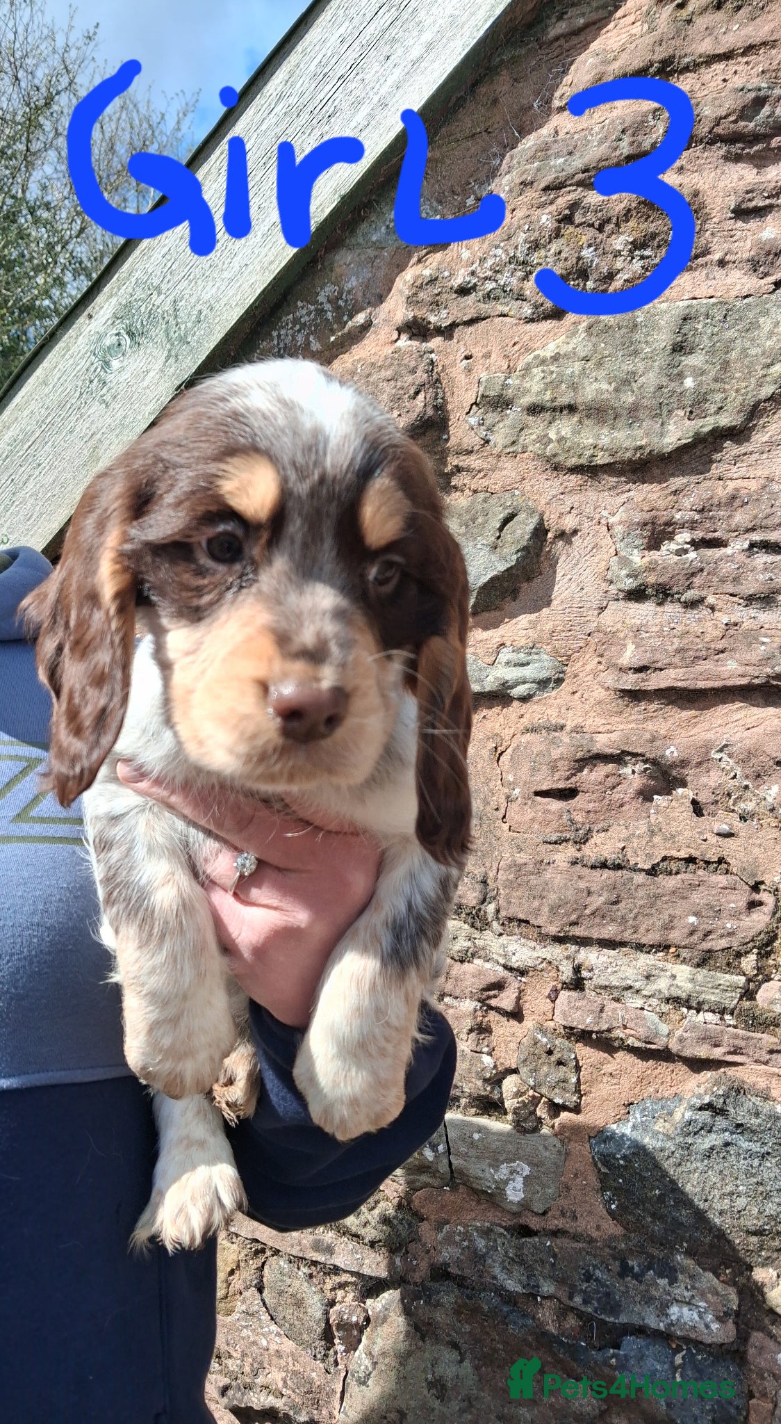 Sprocker dogs Cracking litter of Sprocker F1 pups. - Advert 12