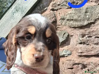 Sprocker dogs Cracking litter of Sprocker F1 pups. - Advert 2