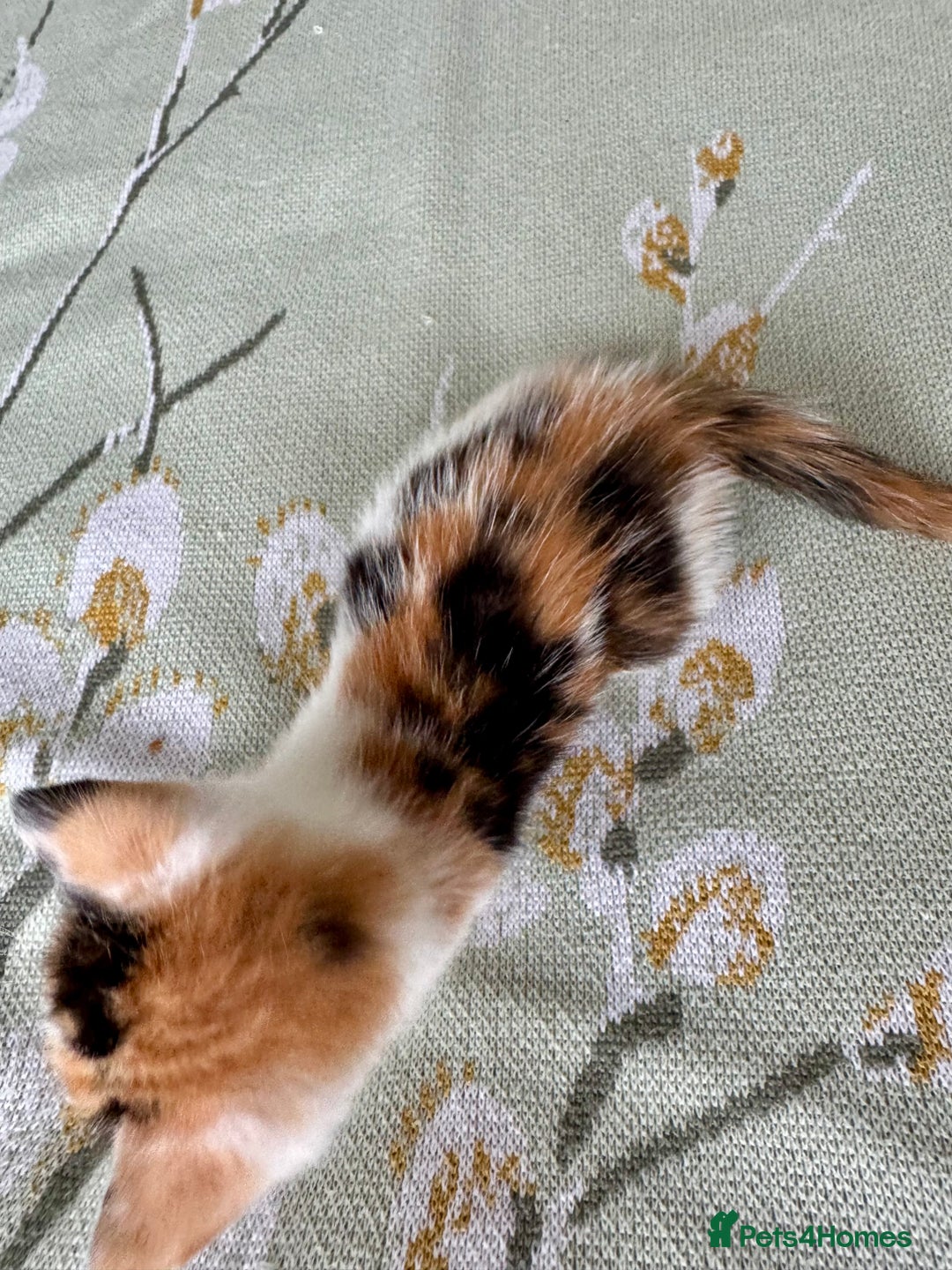 Bengal cats for sale: Bengal kittens 4 pure bangals 5 bengal x kittens - Image 17