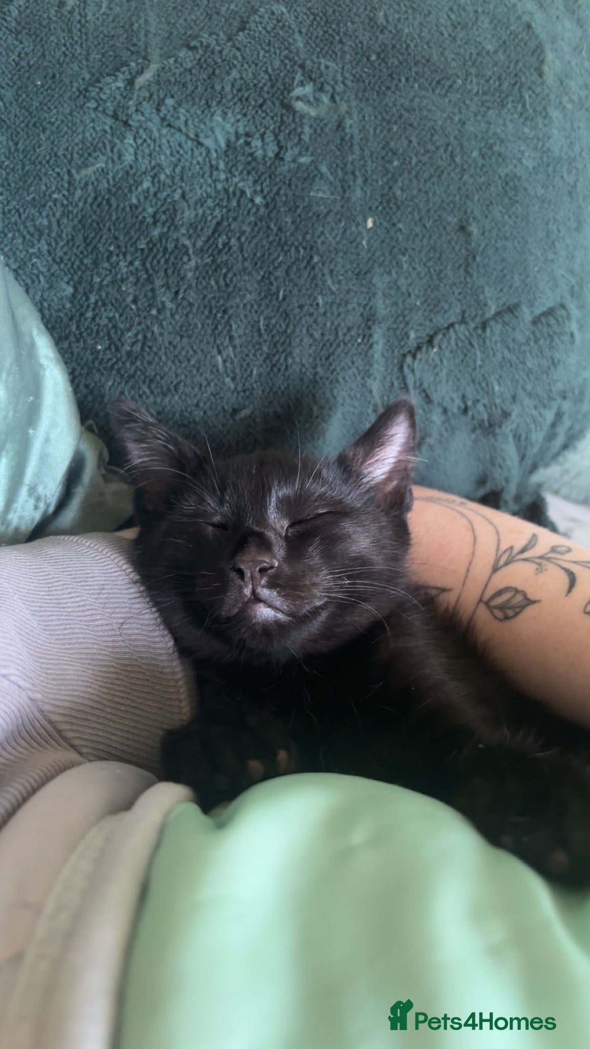 Mixed Breed cats for sale: £100, Maine coon/American wirehair and Bombay mix - Advert 2