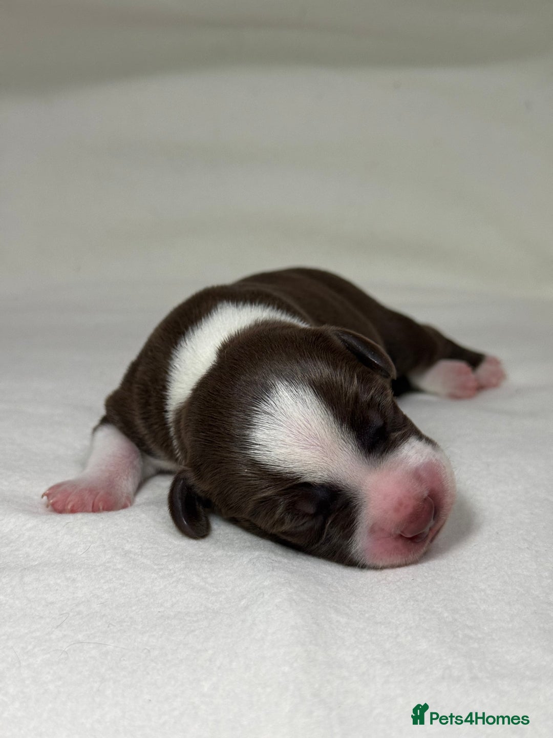 Mixed Breed dogs for sale: Cockerbull’s - Advert 9