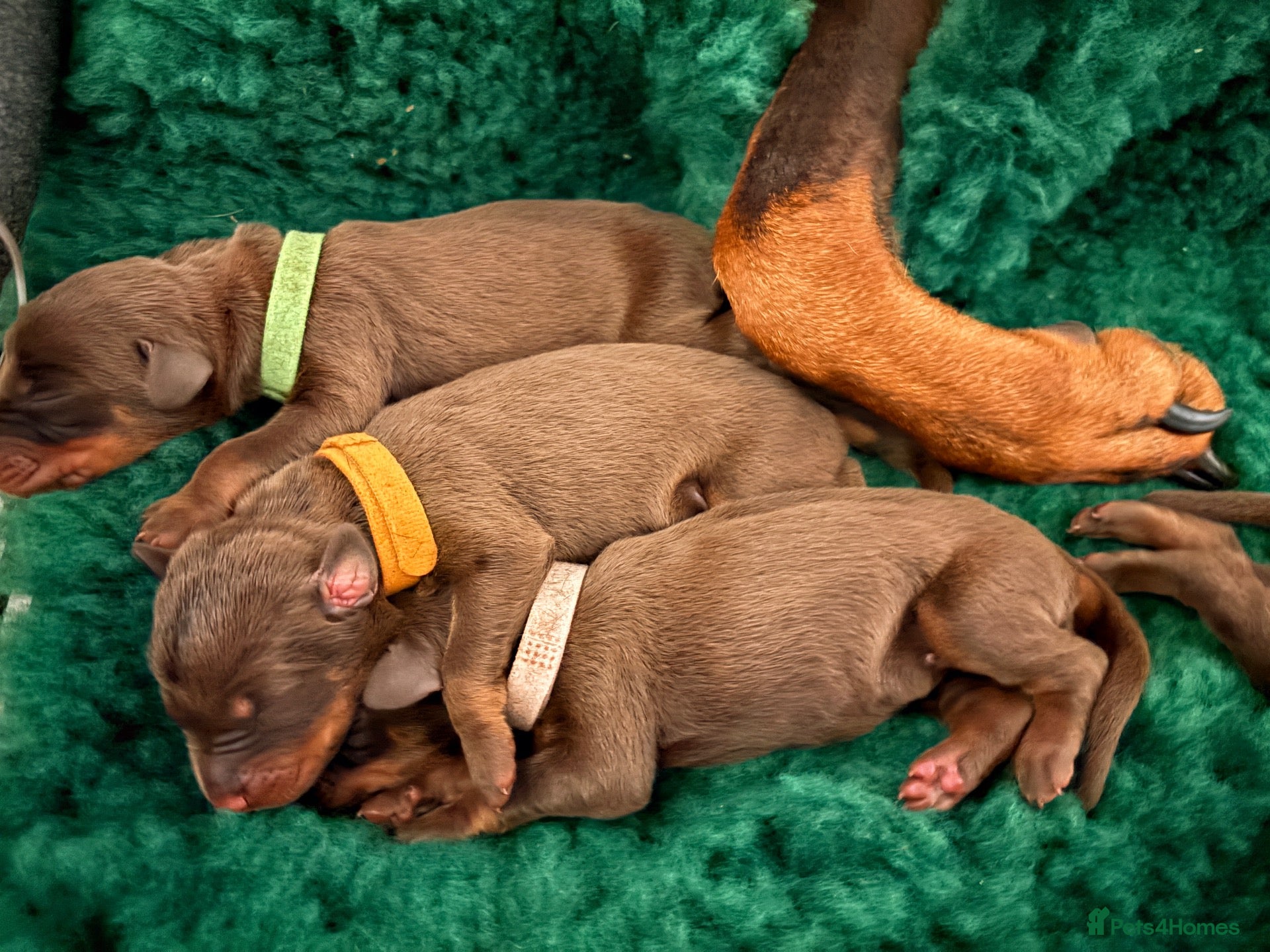 Dobermann dogs KC Registered Dobermans | 91 Champions in Parents - Advert 3