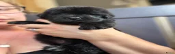 Newfoundland dogs for sale: WAITING LIST OPEN FOR NEXT KC REGISTERED LITTER - Advert 7