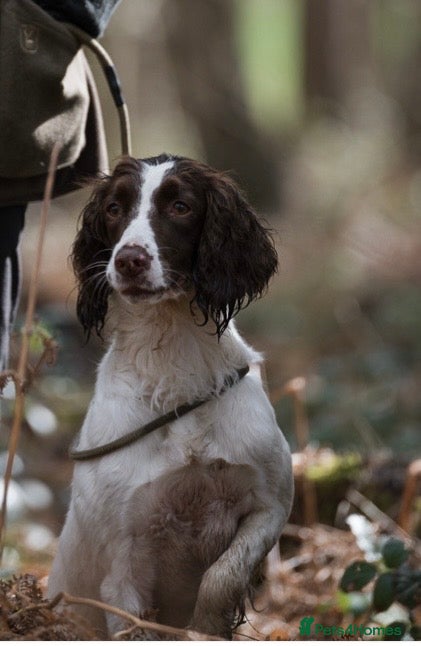 English Springer Spaniel dogs FTCH Sired Springer Spaniel Puppies - Advert 1