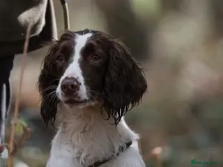 English Springer Spaniel dogs FTCH Sired Springer Spaniel Puppies - Advert 6