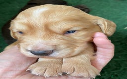 Cocker Spaniel dogs for sale: Beautiful KC Registered Cocker Spaniels - Image 4