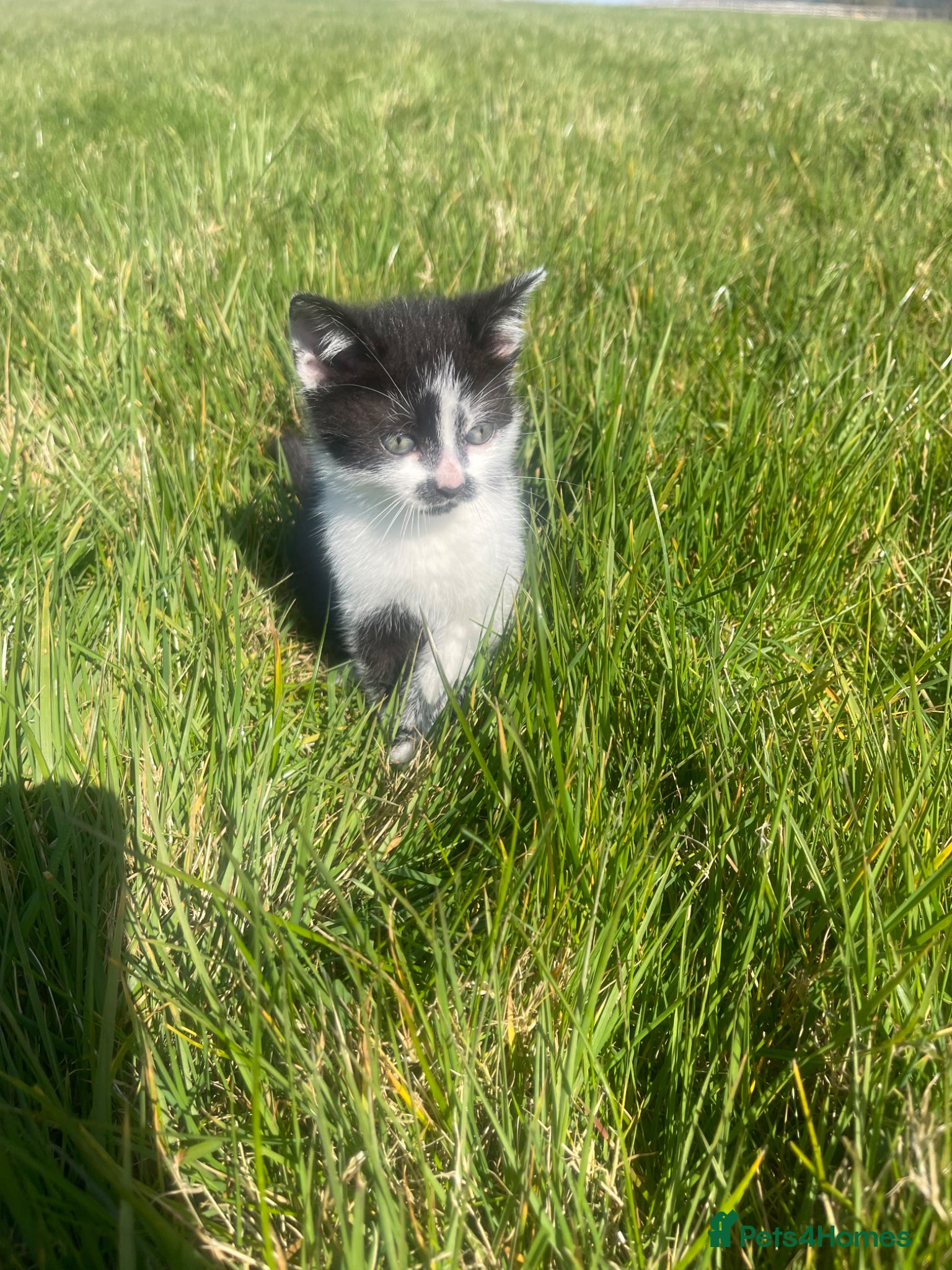 Mixed Breed cats Beautiful friendly Kittens  - Advert 3