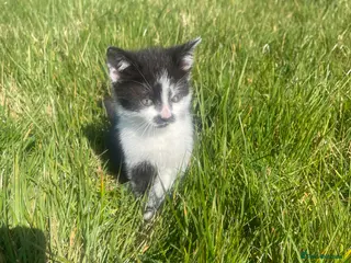 Mixed Breed cats Beautiful friendly Kittens - Advert 3