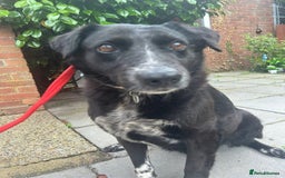 Labrador Retriever dogs for adoption: Pepper - Norwich Norfolk  - Image 2