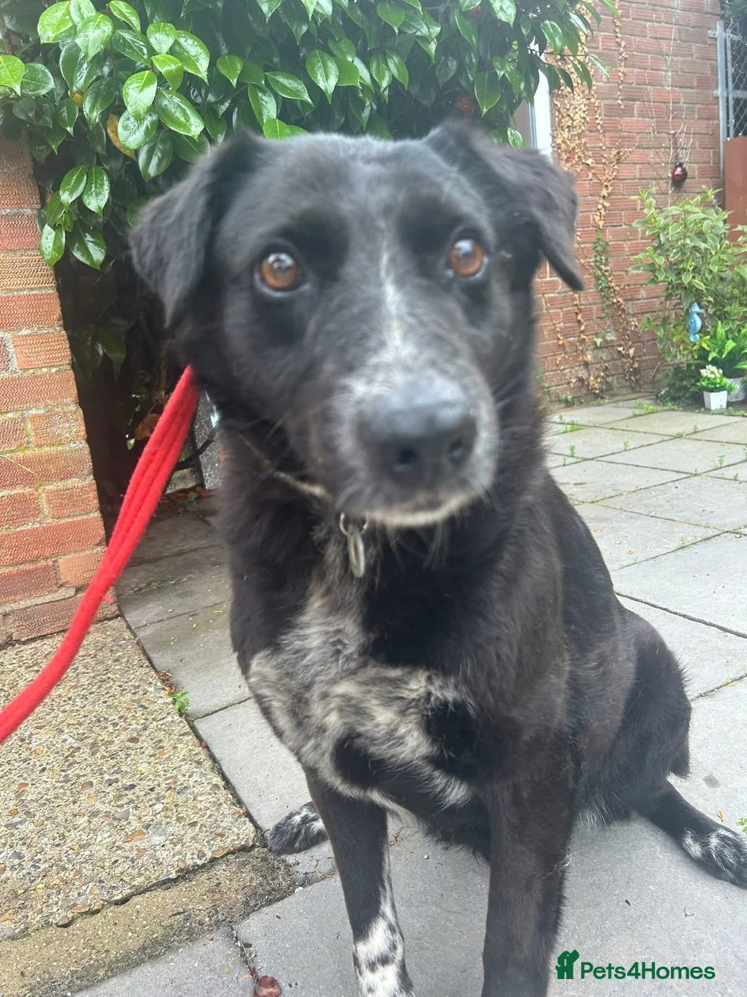 Labrador Retriever dogs for adoption: Pepper - Norwich Norfolk  - Image 2