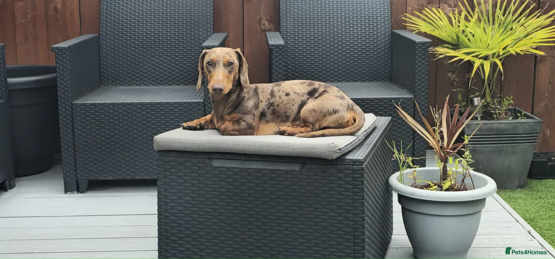 Dachshund dogs for stud: KC registered dapple  - Advert 2