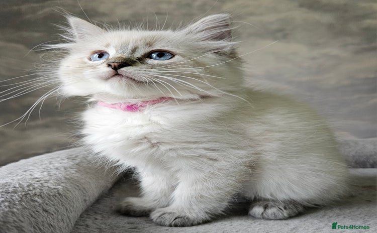 Ragdoll cats - Advert 3