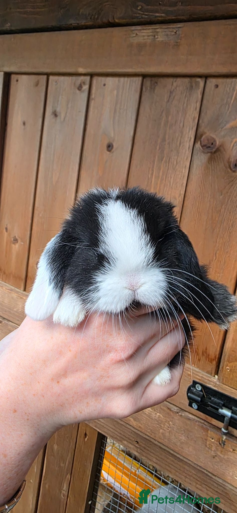 Mini Lop rabbits Mini lop babies  - Advert 1