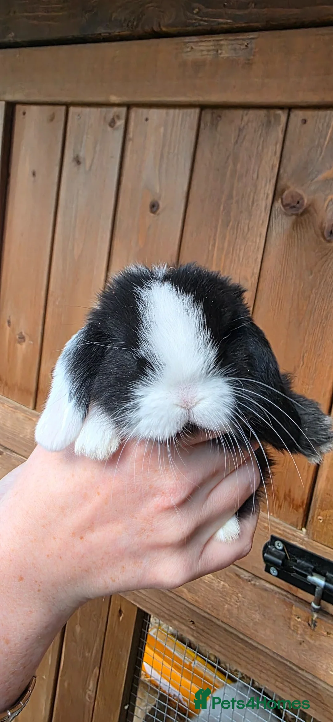 Mini Lop rabbits for sale: Mini lop babies  - Advert 1