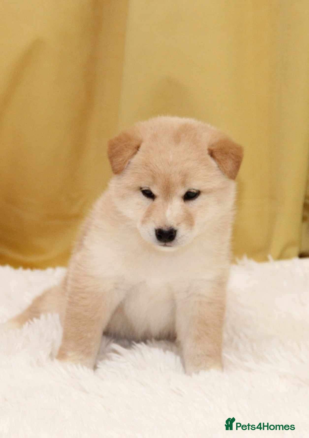 Japanese Shiba Inu dogs Outstanding quality two girls available. - Advert 1