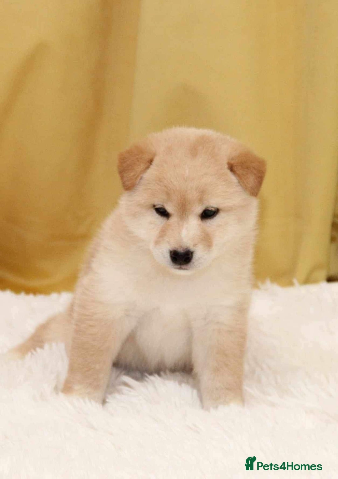 Puppy Shiba Inu Price Range Sale Shiba Show Clearance