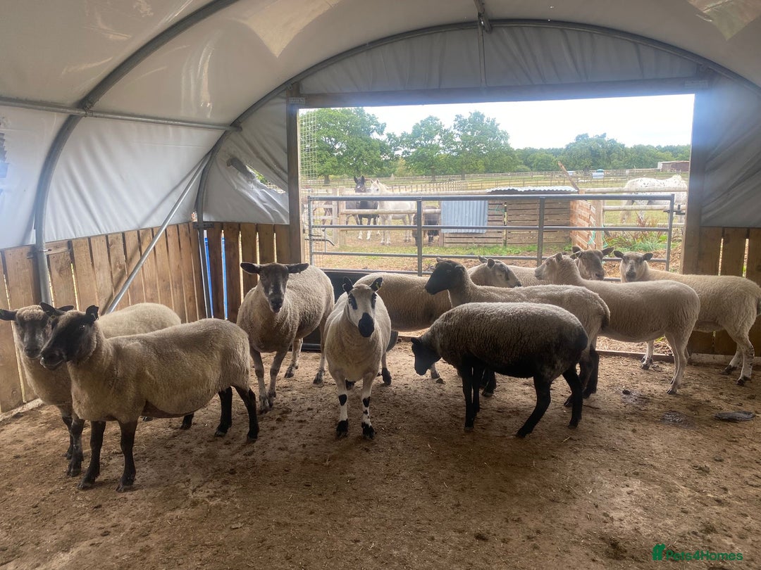 Sheep livestock for sale: 12 Ewes  - Image 1