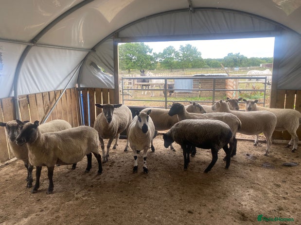 Sheep livestock - Advert 5