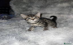 Domestic Shorthair cats for sale: Beautiful Kittens looking for a forever home - Image 8