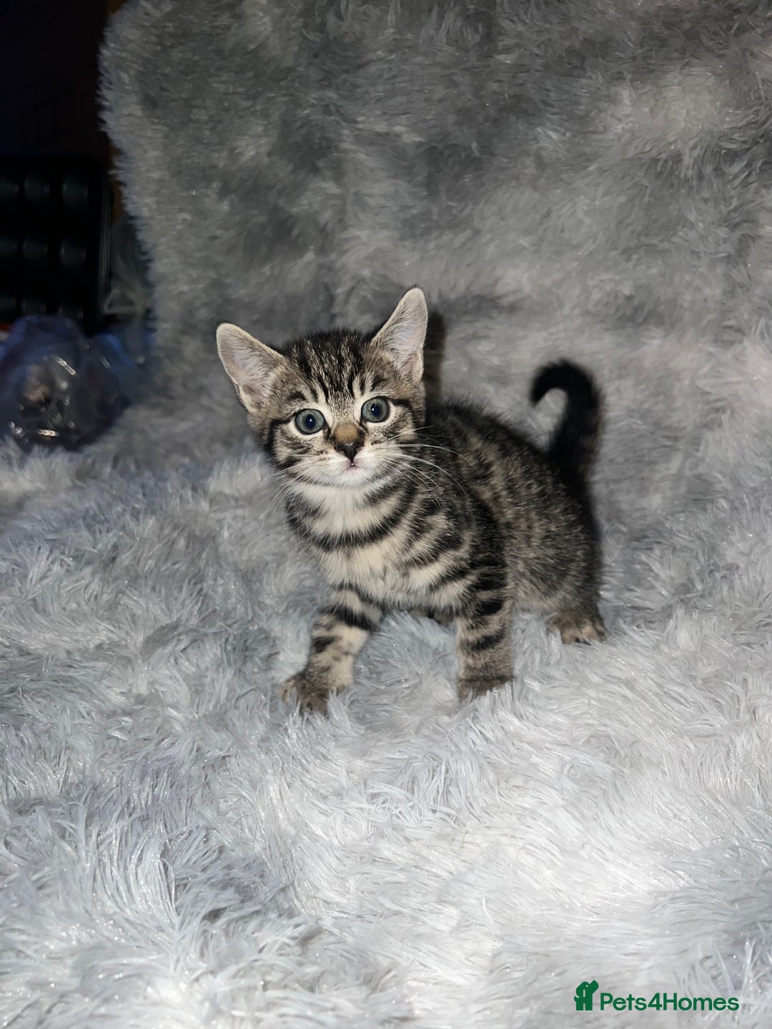 Domestic Shorthair cats for sale: Beautiful Kittens looking for a forever home - Image 8