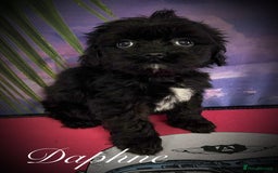 Cavapoo dogs for sale: Beautiful miniature cavapoo babies - Image 5