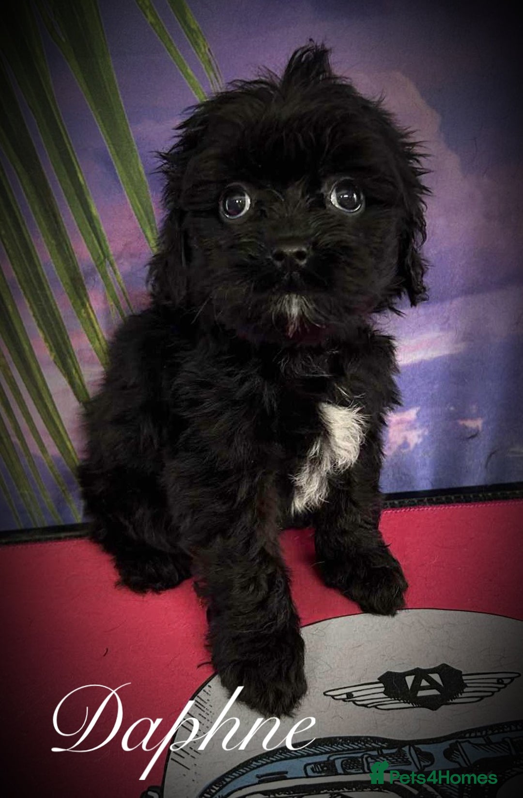 Cavapoo dogs for sale: Beautiful miniature cavapoo babies - Image 5