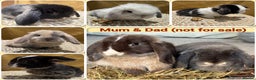 Mini Lop rabbits for sale: 5 Beautiful Baby Mini Lop Rabbits  - Advert 1