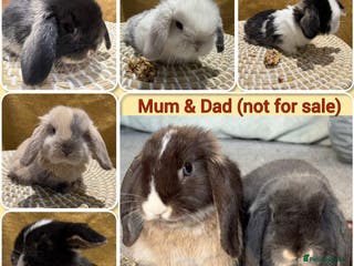 Mini Lop rabbits 5 Beautiful Baby Mini Lop Rabbits - Advert 3