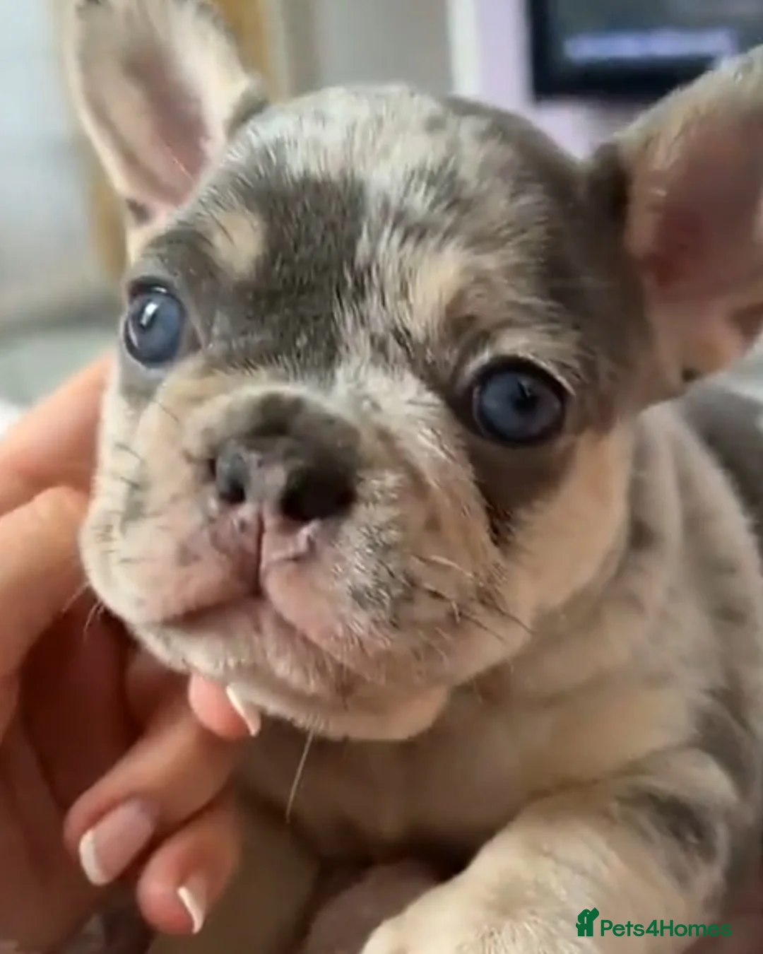 French Bulldog dogs for stud: Lilac tan merle in Sheffield - Advert 18