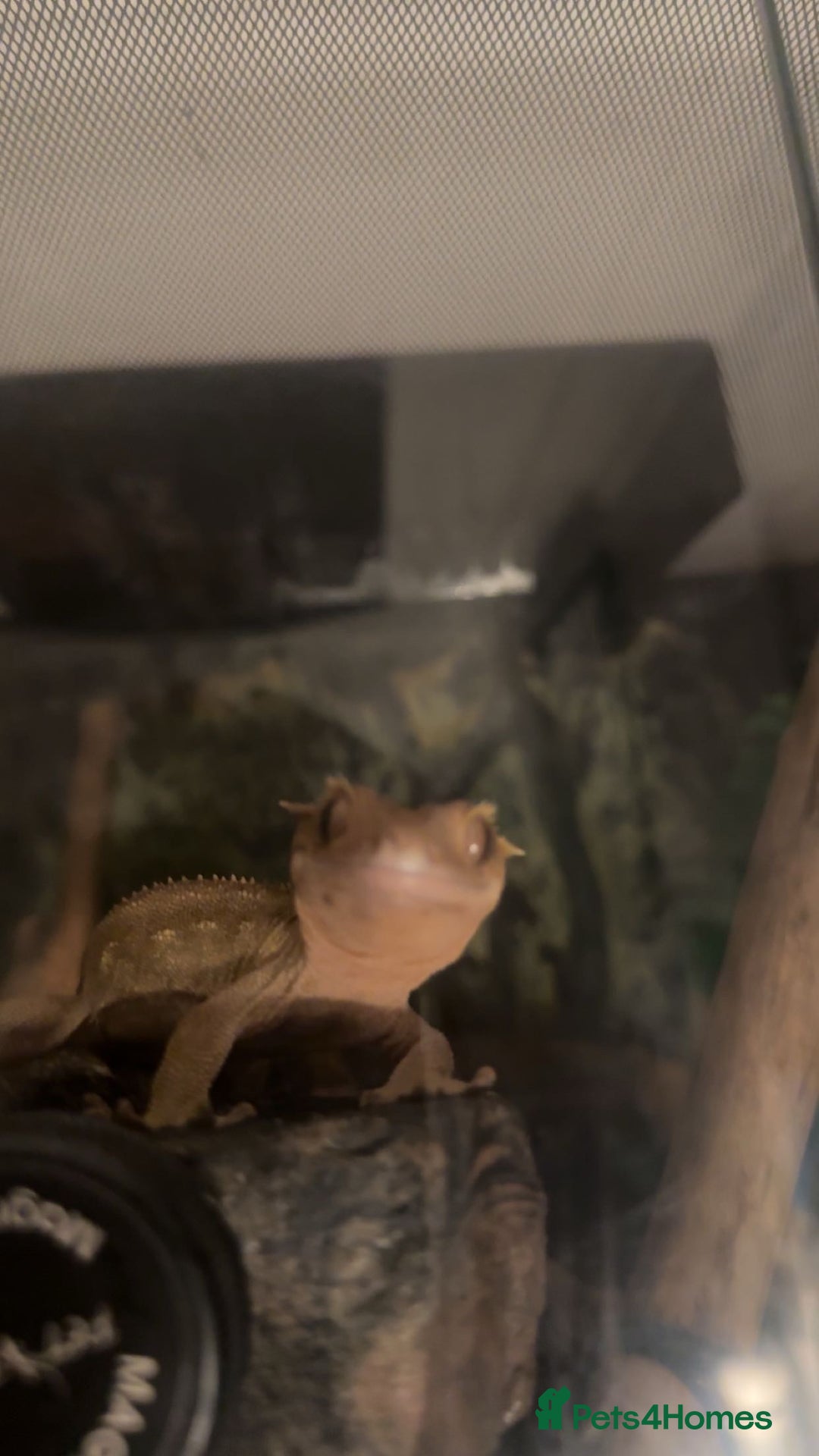 Gecko reptiles for sale: Crested gecko with whole set up - Advert 2